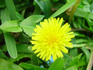 dandelion