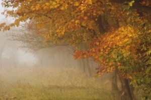 Fall Fog