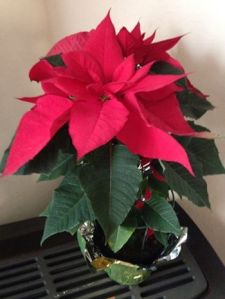 Daddy's Poinsettia