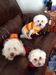 Dog Jackets for Warmth